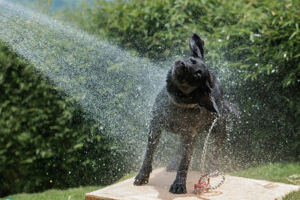 Keeping Dogs Cool in the Summer Heat
