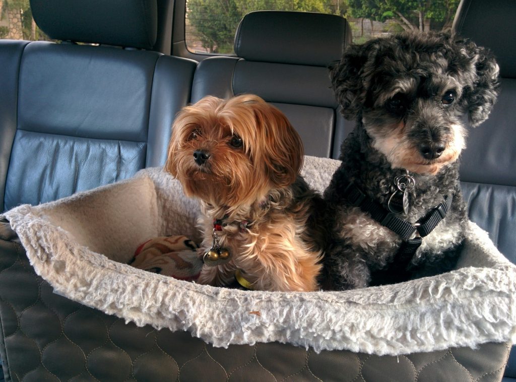 Flying with a Dog: What You Need to Know