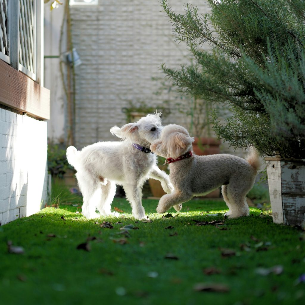 Using Play to Boost Your Puppy’s Confidence