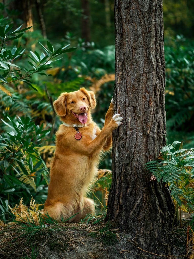 Sustainable Dog Toys That Last