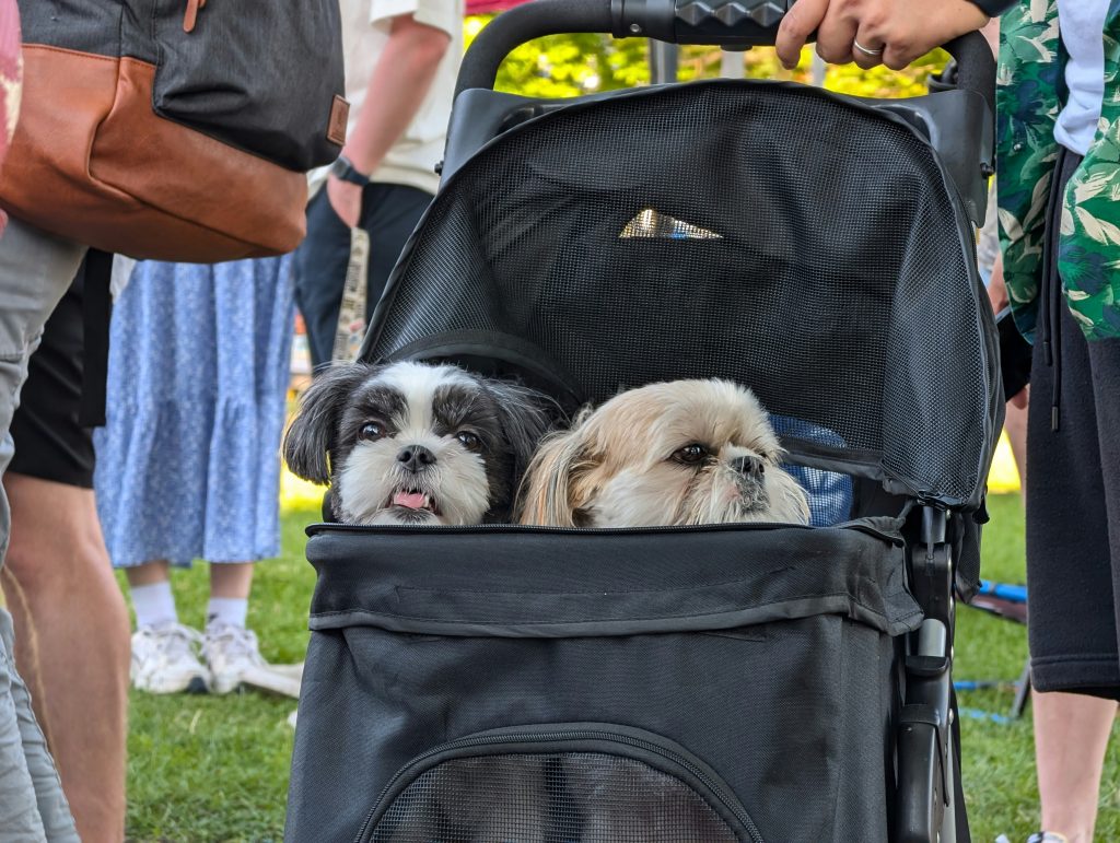 How to Volunteer With Dogs in Saratoga, NY