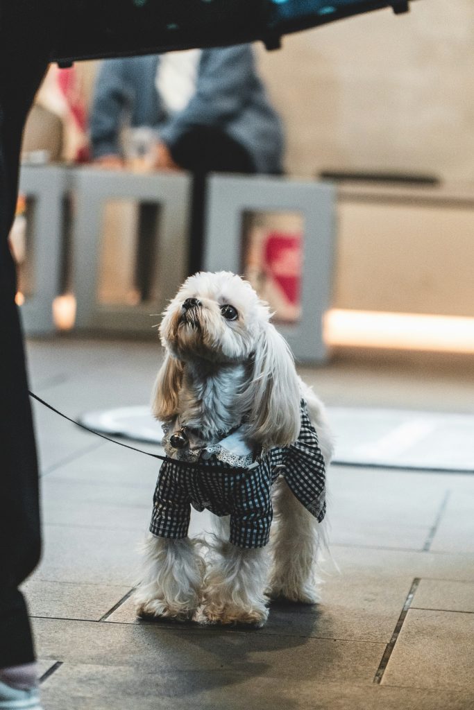 Flying with a Dog: What You Need to Know