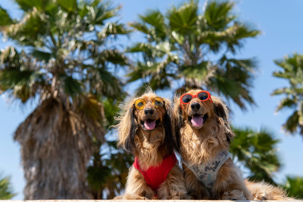 Keeping Dogs Cool in the Summer Heat