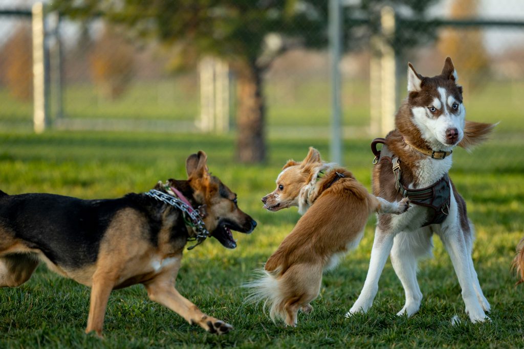Brain Games to Challenge Your Dog