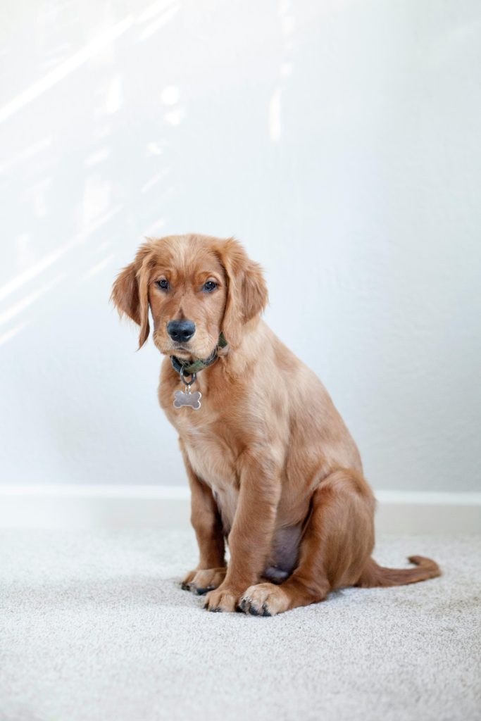 Best Mental Stimulation Games for Dogs