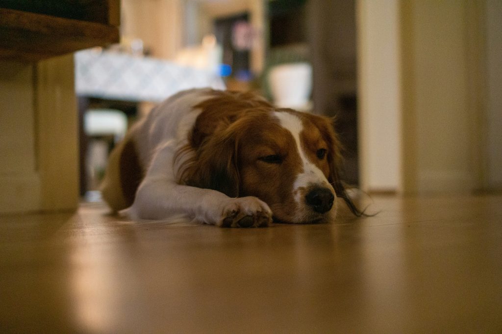 Dog Walking 101: Making Walks Fun and Safe