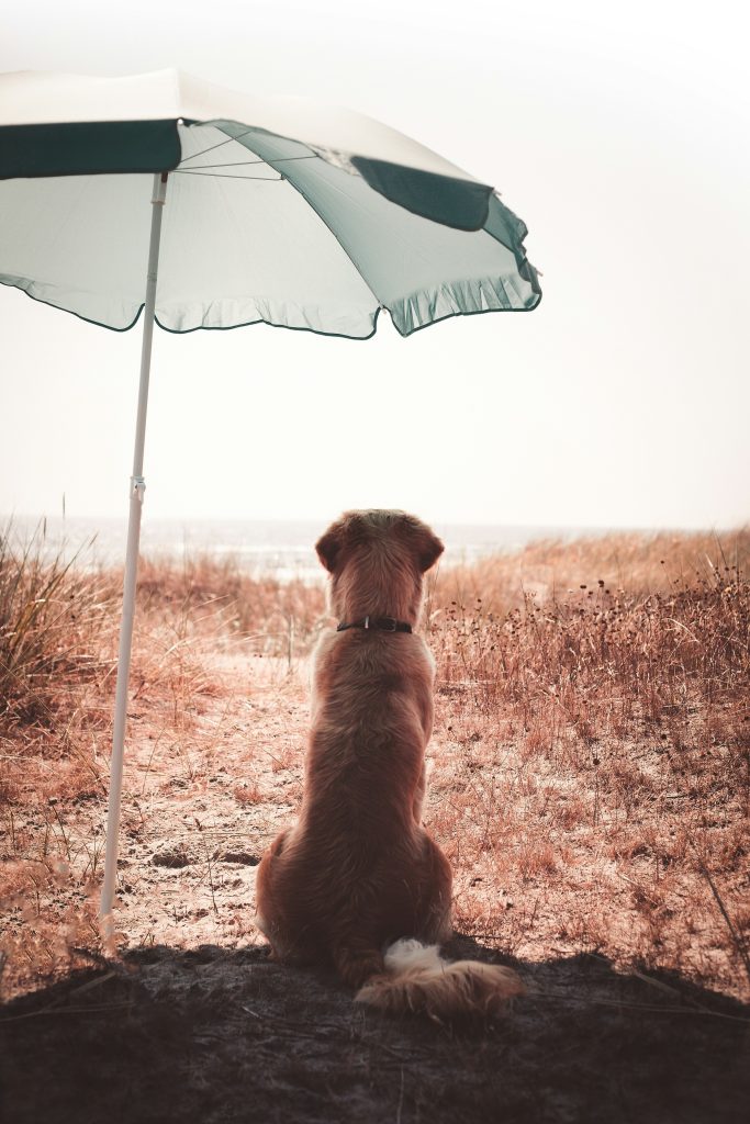 Keeping Dogs Cool in the Summer Heat