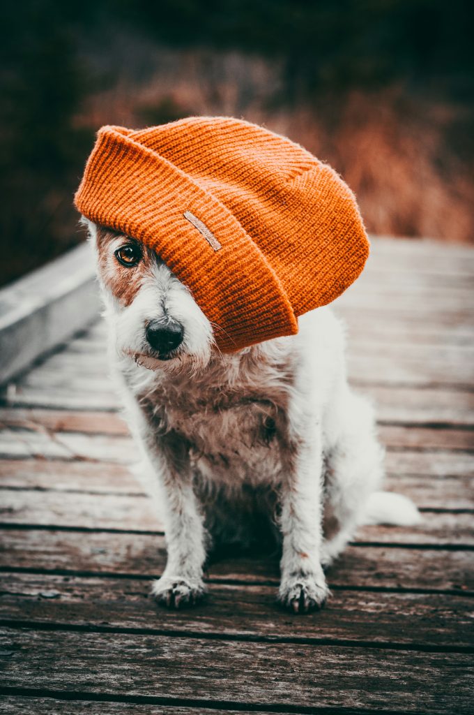 Helping Dogs Cope with Hot Summer Days