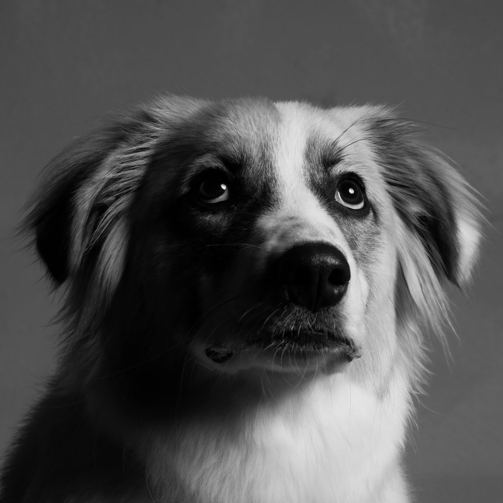 How Environments Trigger Dog Nervousness