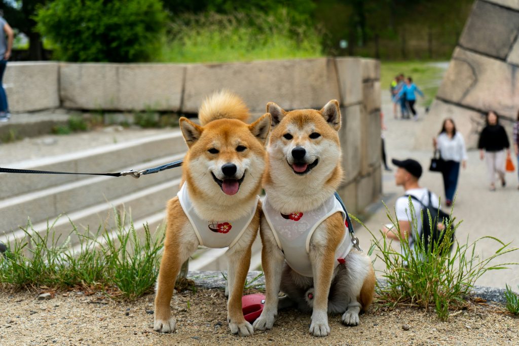 How to Volunteer With Dogs in Saratoga, NY