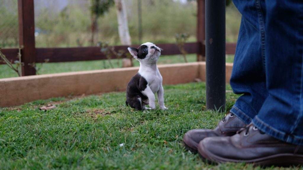 Why Potty Training Builds a Well-Behaved Puppy