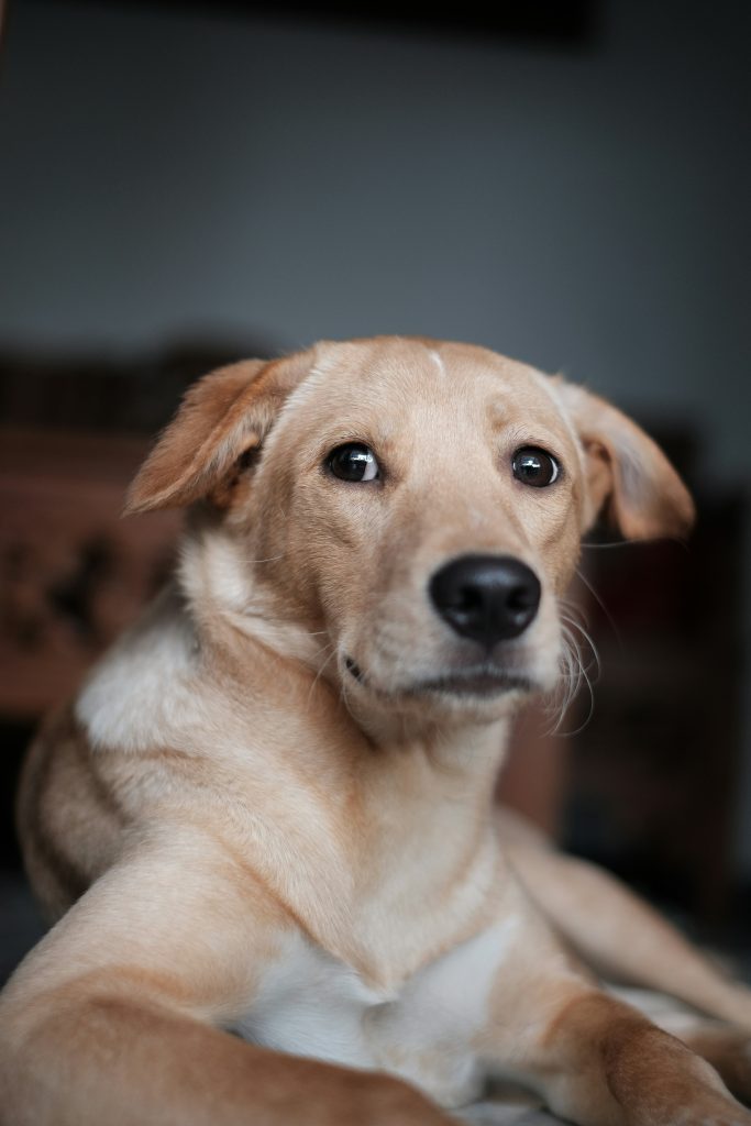 How Environments Trigger Dog Nervousness