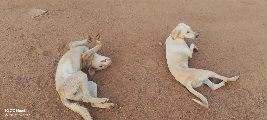 Preventing Heat Stroke During Summer Walks
