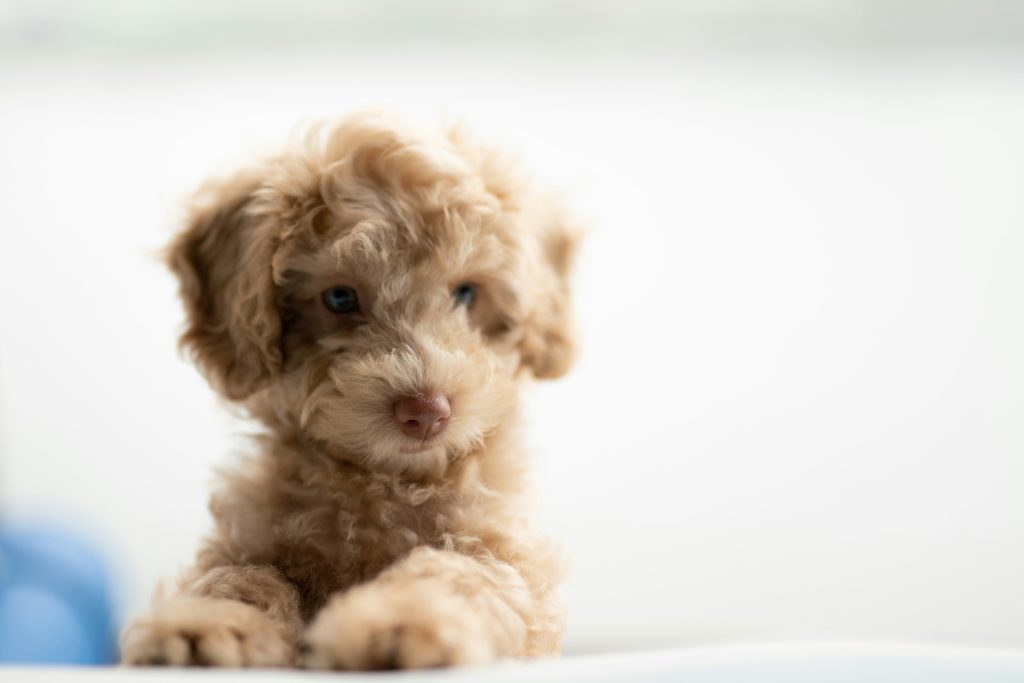 Best Mental Stimulation Games for Dogs