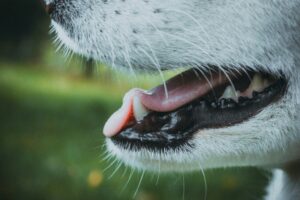 Why Dog Dental Health Really Matters