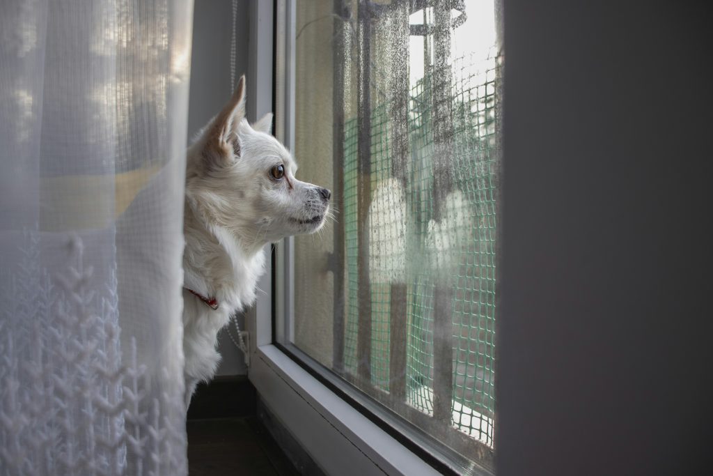 Why Dogs Love Watching the World Go By