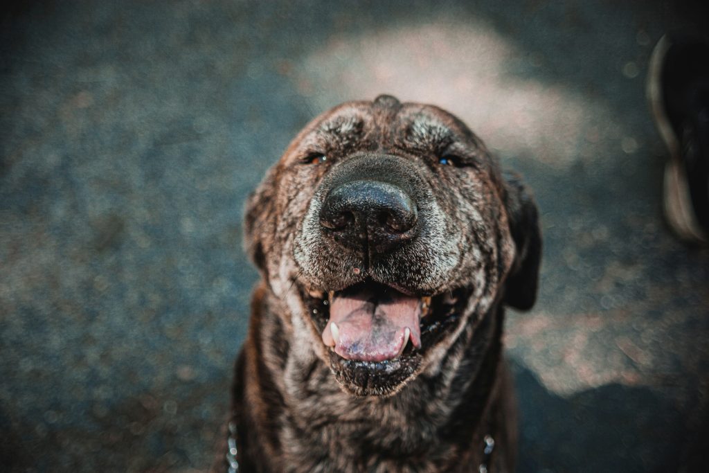 Before You Adopt: What to Know First