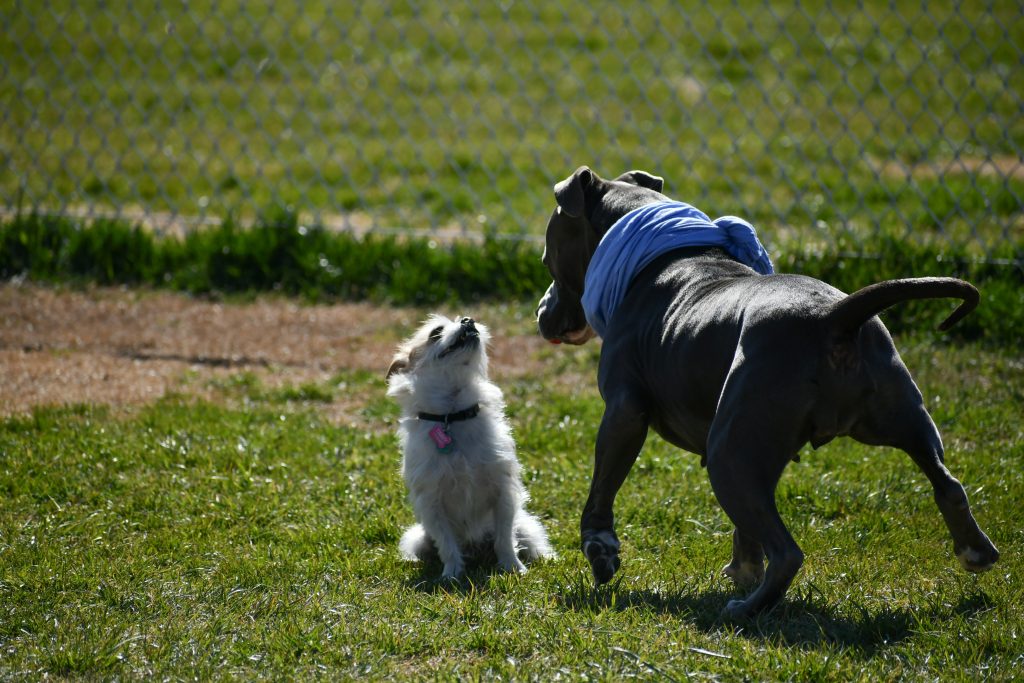 Before You Adopt: What to Know First