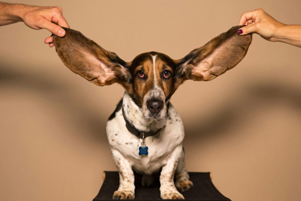 Understanding Ear Infections in Dogs