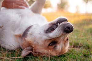 Why Dog Dental Health Really Matters