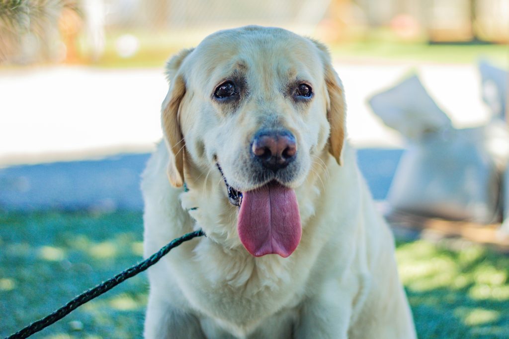 Before You Adopt: What to Know First