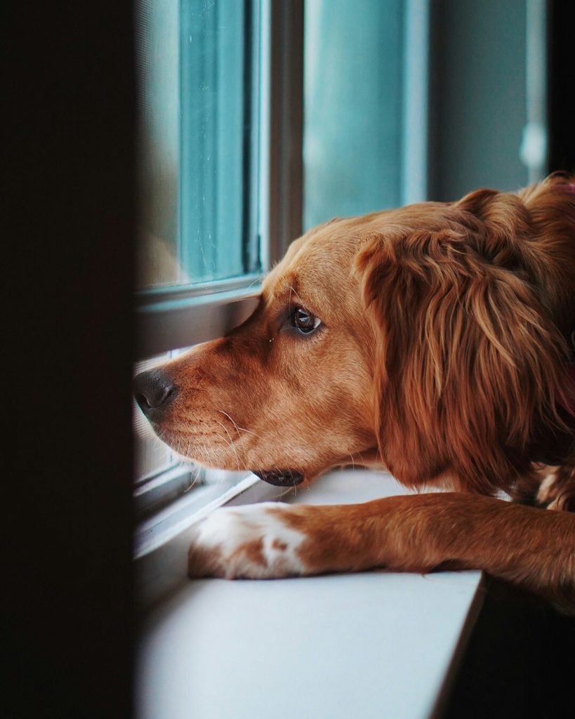 Why Dogs Love Watching the World Go By