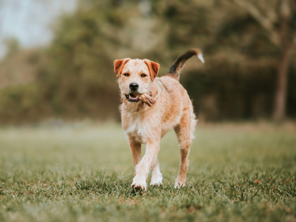 Are Bones Safe for Dogs? Know the Risks