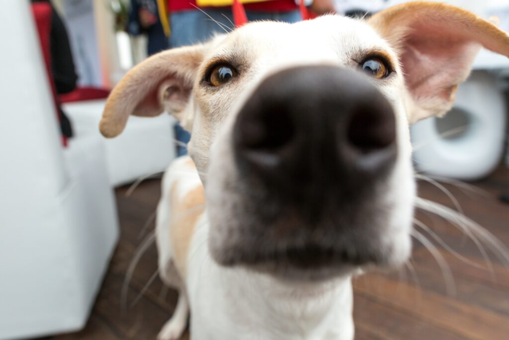 The Superpower of a Dog’s Nose