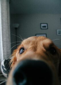 The Superpower of a Dog’s Nose