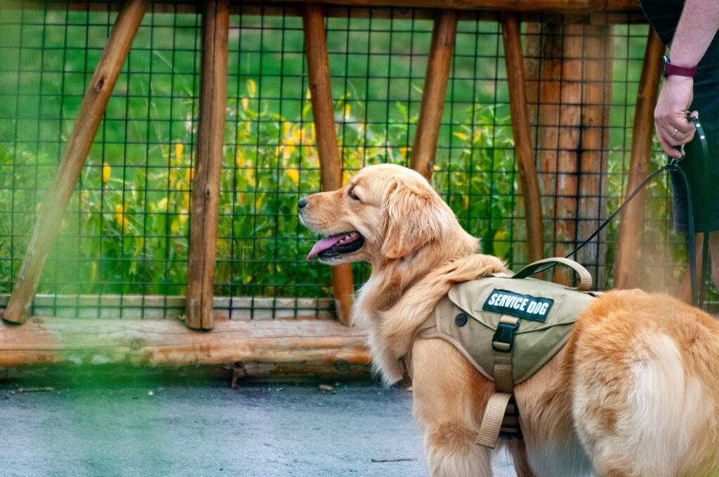 What’s the Difference? Service Animals vs. Emotional Support Animals vs. Therapy Pets