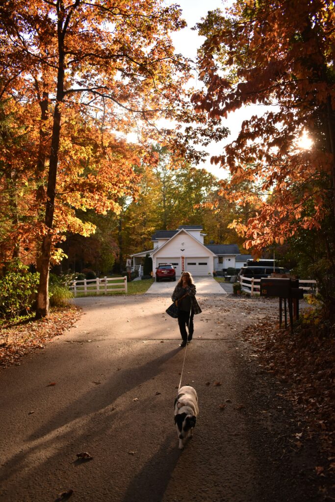 A Day in the Life of a Suburban Dog