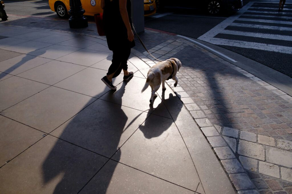 Why Daily Walks Are Essential for Your Dog’s Health