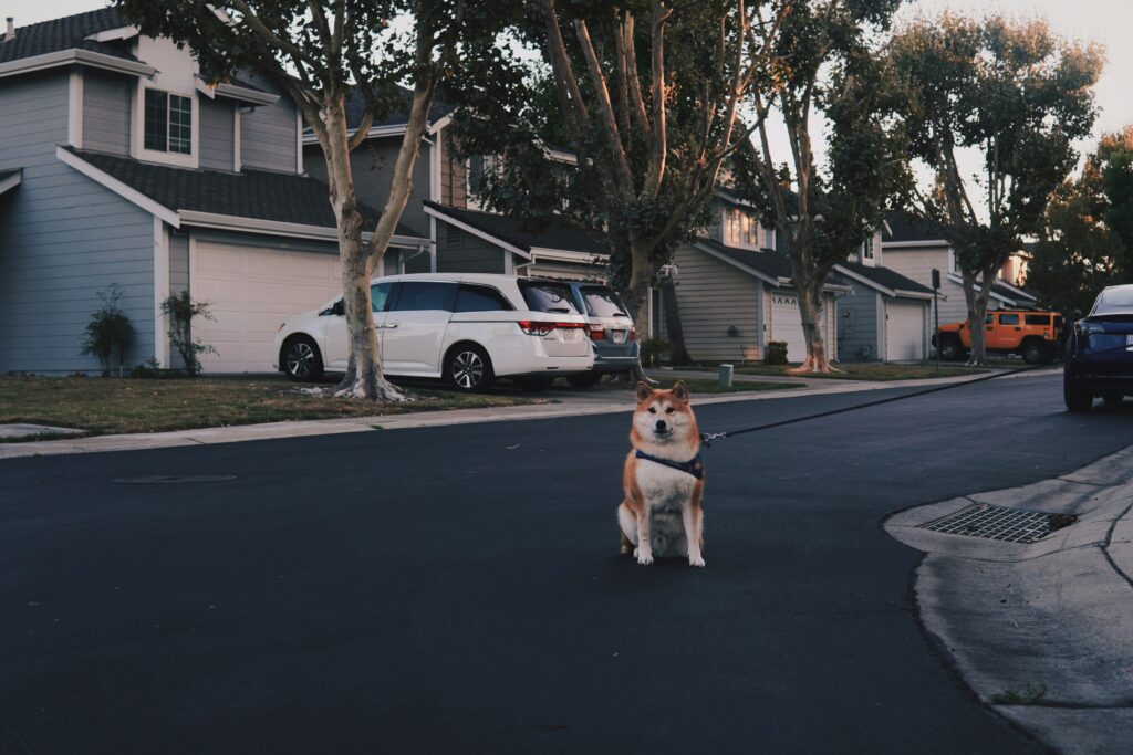 A Day in the Life of a Suburban Dog