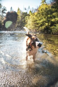 Beat the Heat: Protecting Your Dog from Heatstroke