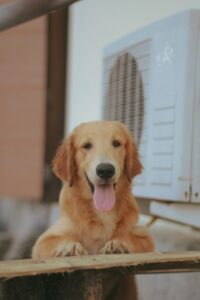 Beat the Heat: Protecting Your Dog from Heatstroke