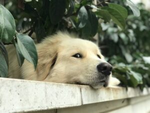 Why Dogs Get Bored—and Why It Matters