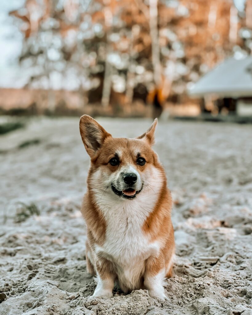 Finding Calm: Mindfulness Lessons from Your Dog