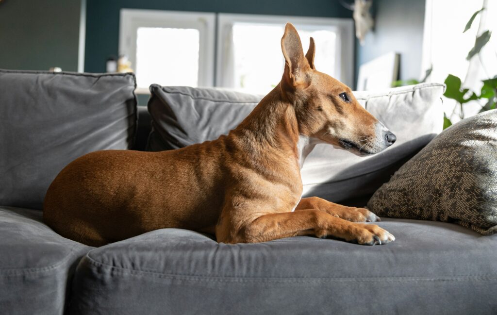 Finding Calm: Mindfulness Lessons from Your Dog
