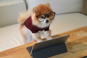 Breed and Brainpower: Are Some Dogs Really Smarter?