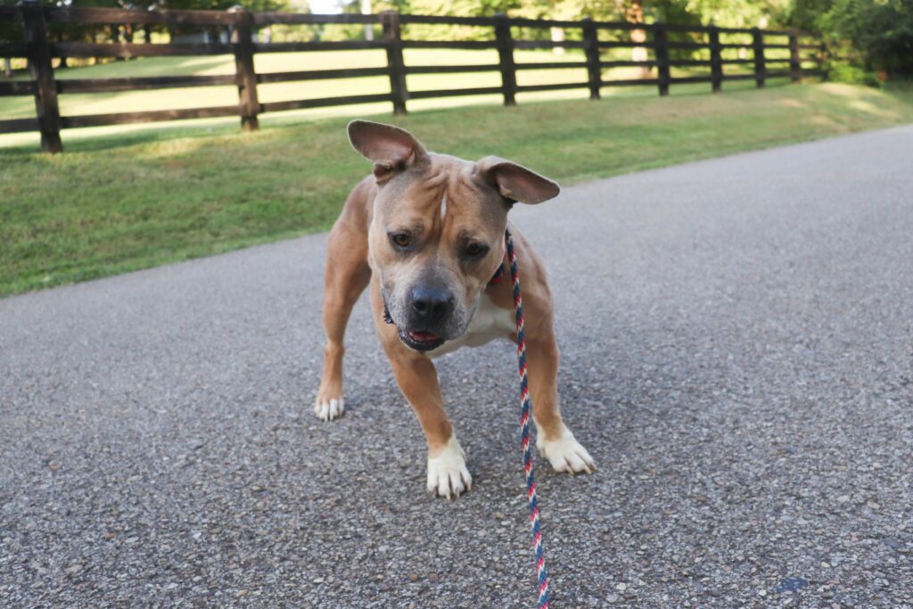 Why Does My Dog Tilt Their Head?