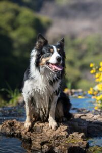 10 Must-Do Adventures for You and Your Dog