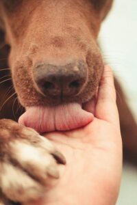 Tail Wags & Wiggles: Dogs Who Speak Through Joy