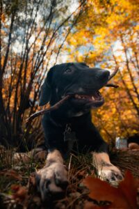 Safe Fall Walks with Your Dog