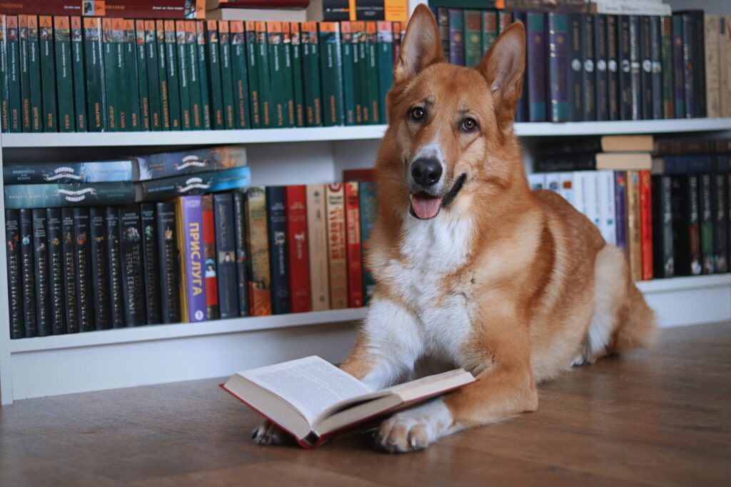 The Science Behind Canine Intelligence