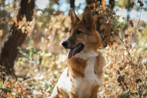 Identifying Fall Allergies in Dogs