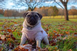 Preparing Your Dog for Winter: The Basics