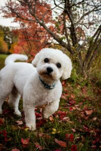Safe Fall Walks with Your Dog