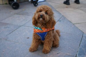 Costume Safety for Dogs: Dress-Up Without Stress