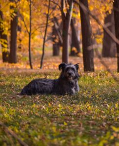 Identifying Fall Allergies in Dogs