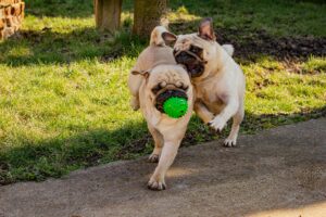 Why Play Matters for Every Dog
